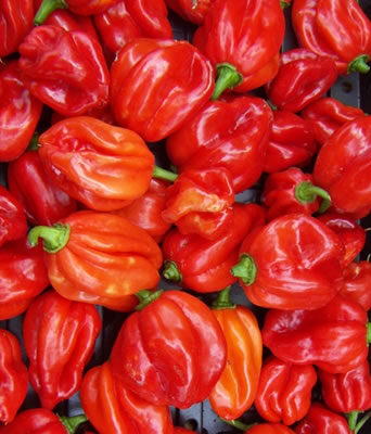 Fresh ''HOT'' Pepper (Scotch Bonnet)
