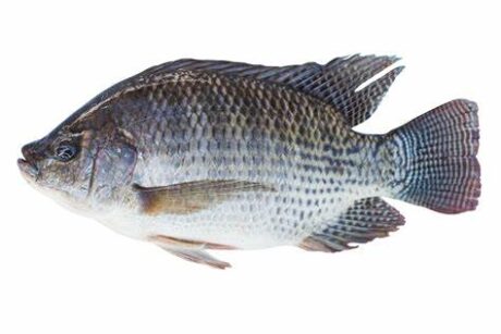 Tilapia Fish (Whole)
