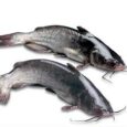 Catfish Whole (Frozen)