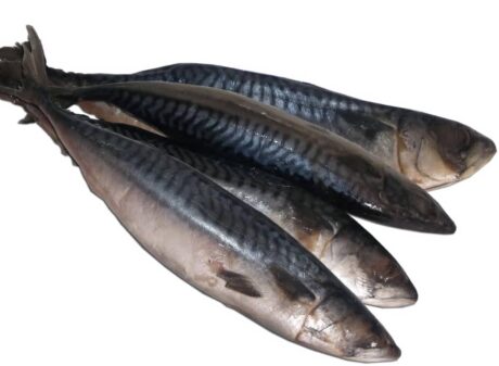 Titus/Mackerel/Ice Fish