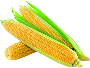 FRESH CORN
