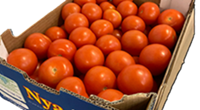 Fresh Tomatoes