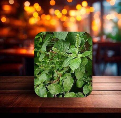 Scent Leaf (Frozen)