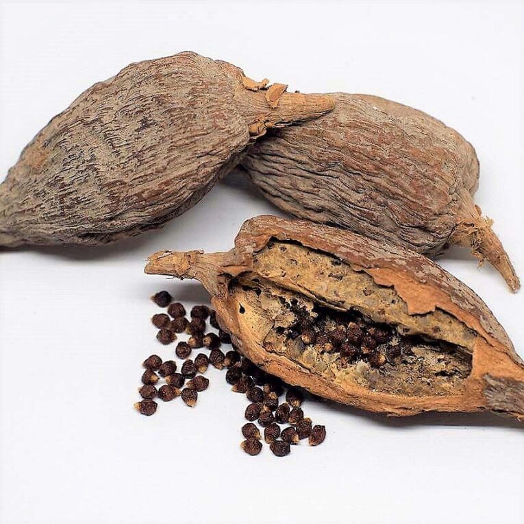 black seed